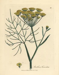 黄色の花フェンネル、Anethum foeniculum