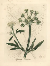 黄色の花のロベージ、Ligusticum levisticum