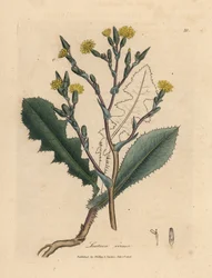 黄色い花のワイルド レタス、Lactuca virosa