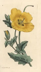 イエローホーン ポピー、Glaucium flavum (Chelidonium glaucium) ロンドンの James Smith