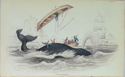 グリーンランドクジラ、ウィリアムホームトカゲ（1788-1859）によって刻まれた本のイラスト
