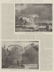 ナポレオンの馬、マレンゴ