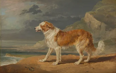 Karkeapäällysteinen collie