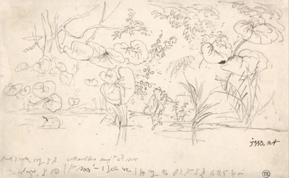 植物の研究、1815年8月2日