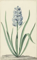 青いヒヤシンス Franciscus Primus