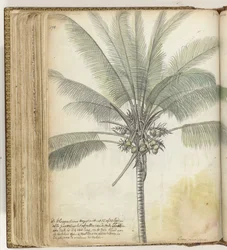 クラッパーツリー