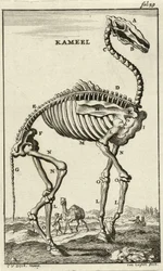 ラクダの骨格c。 1680年代