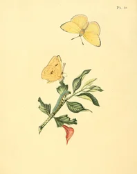 Phoebis Senna（syn。ButterflyHypericum）