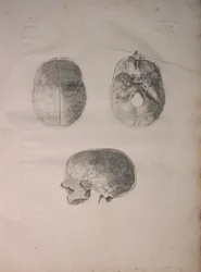 アルバム2 Pl。 3、頭蓋骨、J.undHから出版された「Bernhard Siegfried Albinus（1697-1770）による「人間の骨のテーブル」から。 Verbeek、bibliop。 1753年、ライデン、1753年