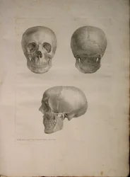 アルバム2 Pl。 1、J.undHによって発行された「人間の骨のテーブル、Bernhard Siegfried Albinus（1697-1770）、1729年作。 Verbeek、bibliop。 1753年、ライデン