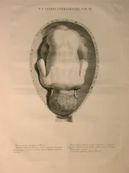アルビナス、PI。 3、J.undHによって発行された「Bernhard Siegfried Albinus（1697-1770）による「人間の骨の表」から。 Verbeek、bibliop。、ライデン、1748