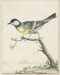 シジュウカラ