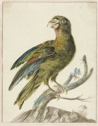 インコ