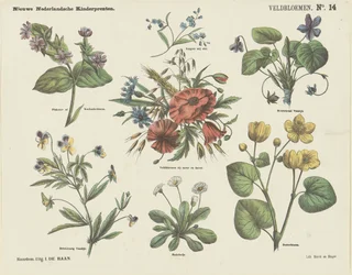 野の花（オブジェのタイトル） 新しいオランダの子供の版画 (オブジェクトのシリーズ タイトル)