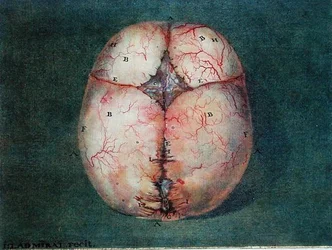 フェリックス・ヴィック・ダジール（1748-94）の「脳の解剖学的考察」より。