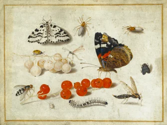 バタフライ、キャタピラー、ガ、昆虫およびスグリ、c.1650-65（ガラムとベラムのインク）