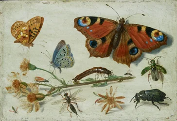 3 匹の蝶、カブトムシ、その他の昆虫、1650 年代初期