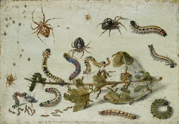様々なクモとアオムシ、グーズベリーの小枝付き 1650年代前半