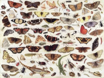 蝶や他の昆虫の研究。 1657