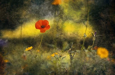 夢見るポピー畑
