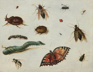 "Insects" Peinture de Jan Van Kessel l