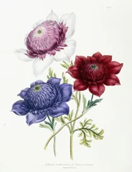 1843-49年のアネモネコロナリアルの栽培された二重品種