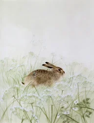 ウサギ