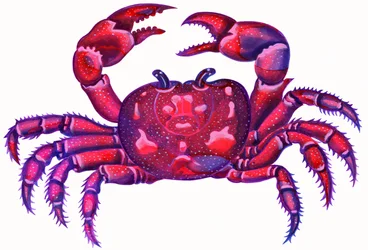 蟹座の蟹座、1996、（インクとガッシュ）