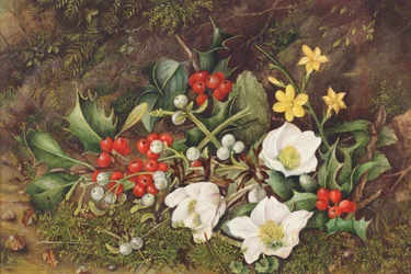 ホリーとクリスマスのバラ（紙にトイレ）