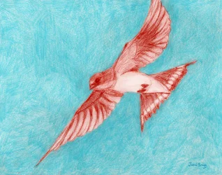 Barn Swallow in Light Blue, c.2025 （紙にパステル、色鉛筆