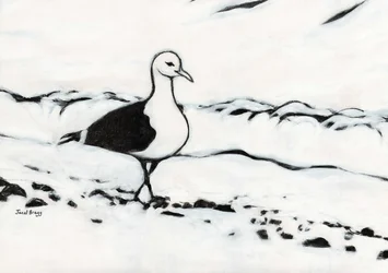 Seagull from Washington Park, c.2017 （木炭、ジェッソ、紙）