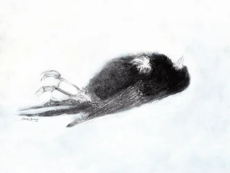 冬の脆弱性と死（Dead Bird by my Stairwell II, c.2019) 木炭、ジェッソ、紙)