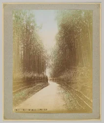 京都・清水の竹林（手彩色のモノクロ写真