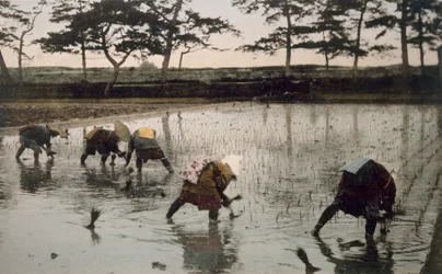 水田に田植えをする 5 人の農民、1890 年代。