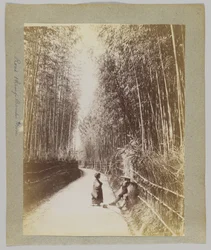 日本の竹林を通る道