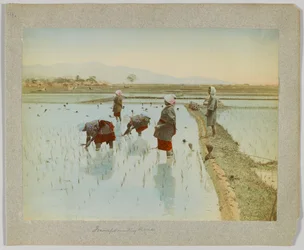 稲の移植（日本）（手彩色のモノクロ写真