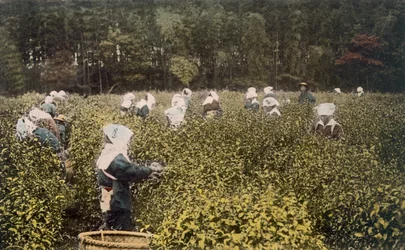 お茶を摘む女性と男性の監督、1890年代。