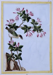 鳥 - 日本のプリント