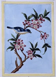 鳥 - 日本のプリント