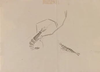 2つのザリガニの描画（紙にインク）