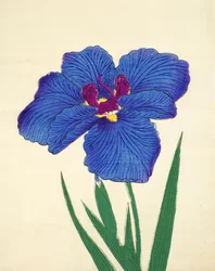Gosetsu-no.-Mai, no.9, 1898 