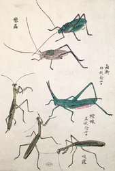 バッタとカマキリ（色木版画）