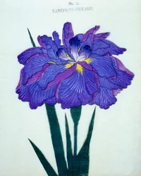 Kamiyo-no.-Mukashi, no.16, 1898 