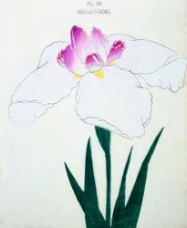 Miyako-Dore, no.50, 1898 