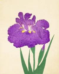 Nyo-Nishiki, no.11, 1898 