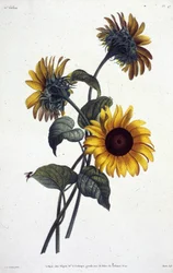 トルノルの花または太陽。 ジャン・ルイ・プレヴォーの「自然から描かれた花と果物のコレクション」からのボタニカルプレート