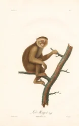 バーバリーマカク