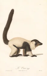 クロシロエリマキキツネザル（Lemur macaco）