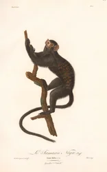 ブラックタマリン