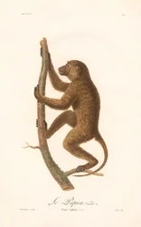 クライミングギニアヒヒ（シミア・スフィンクス、品種a）